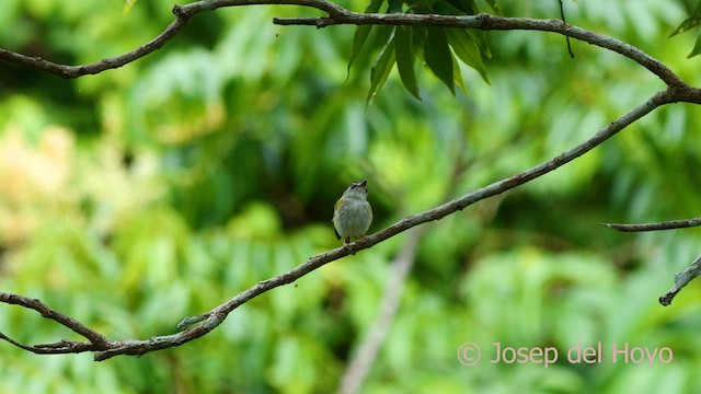 Short-tailed Pygmy-Tyrant - ML591290731