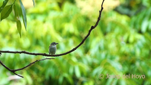 Short-tailed Pygmy-Tyrant - ML591291631