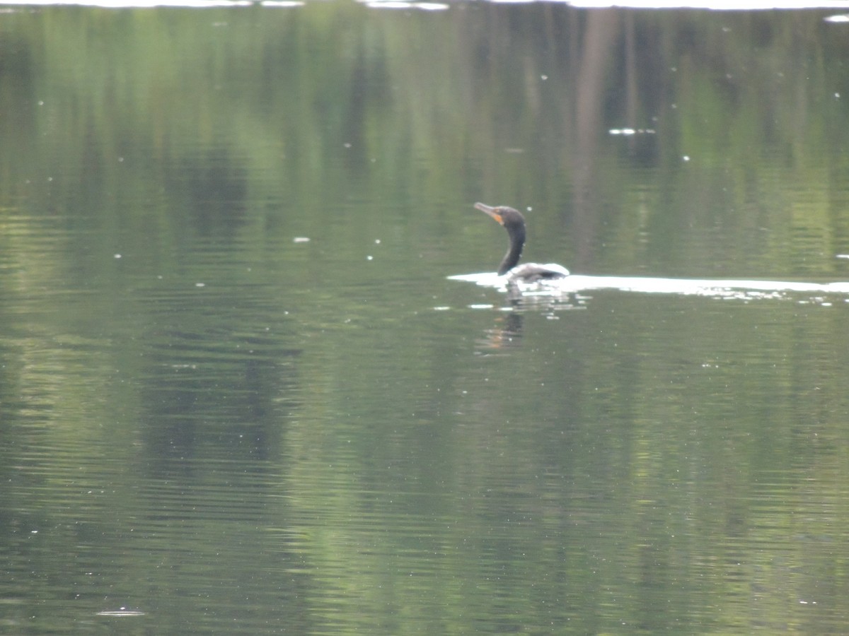 Double-crested Cormorant - ML591291941