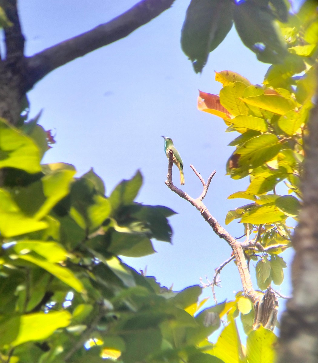 Blue-bearded Bee-eater - ML591292741