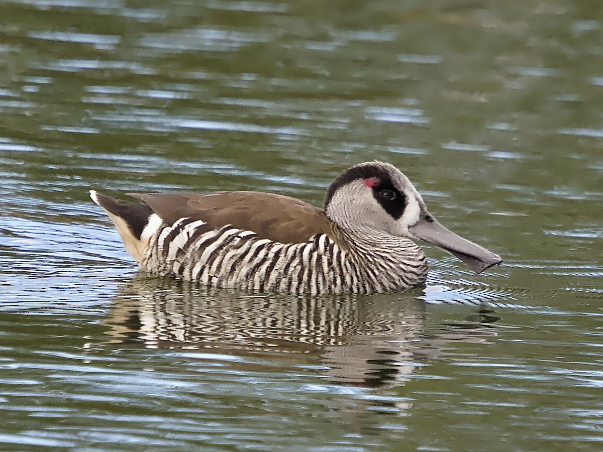 Pink-eared Duck - ML591292991