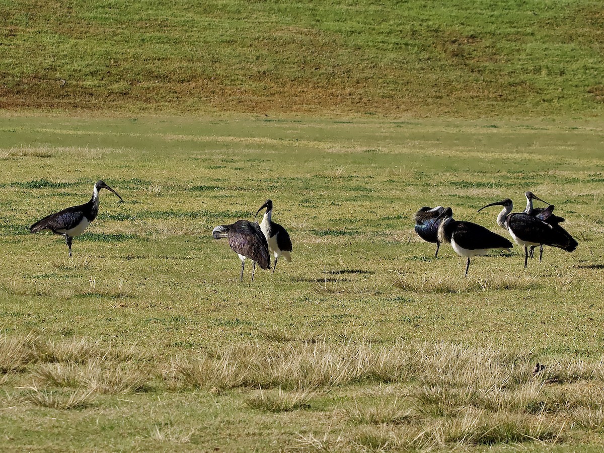 Straw-necked Ibis - ML591293111