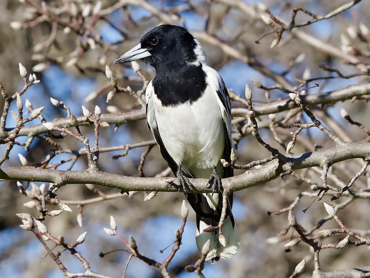 Pied Butcherbird - ML591293211