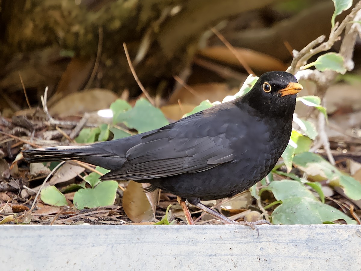 Eurasian Blackbird - Allan Johns