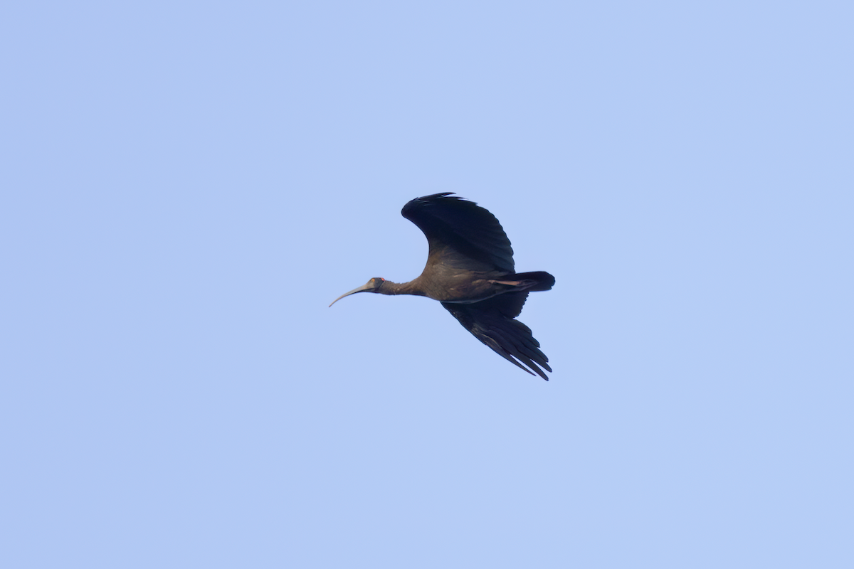 Red-naped Ibis - ML591293691