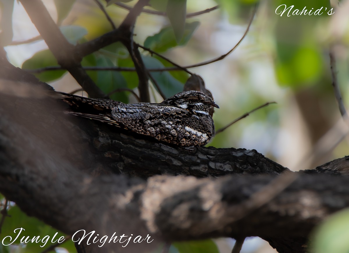 Jungle Nightjar - Dr.  Nahid Laliwala