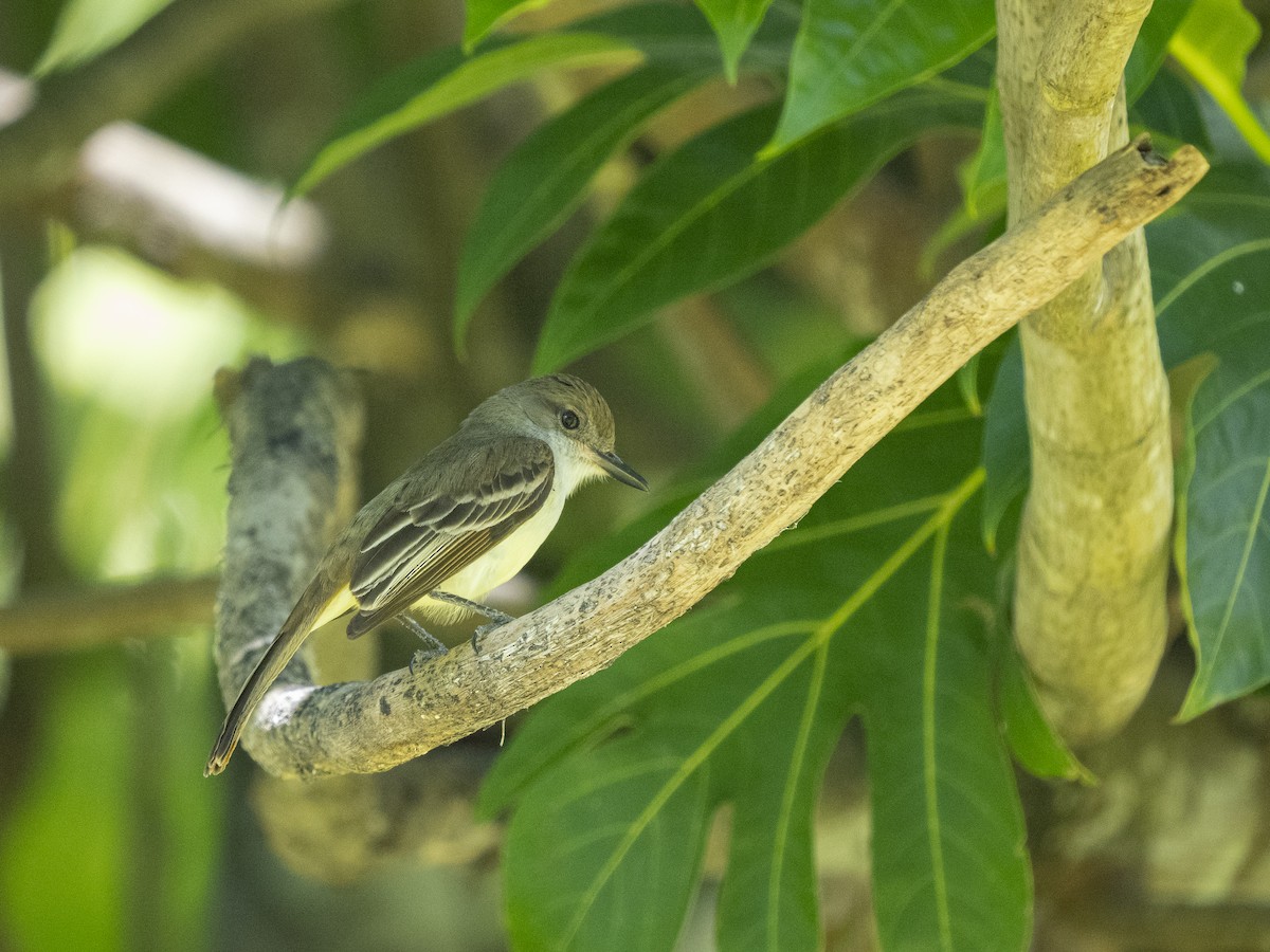 Grenada Flycatcher - ML591294731