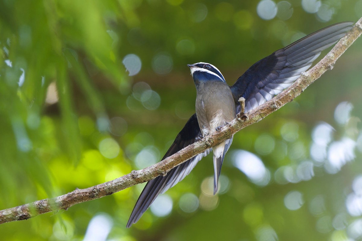 Whiskered Treeswift - ML591294841