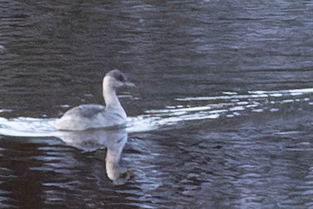 Hoary-headed Grebe - ML591295551