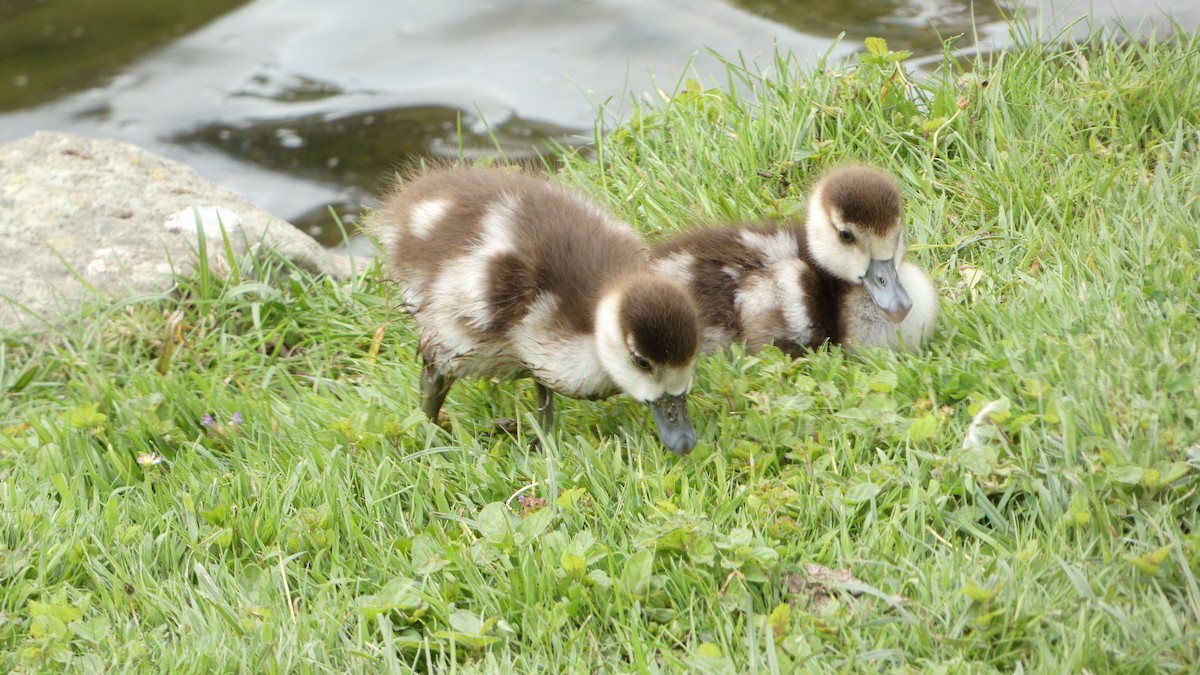 Egyptian Goose - ML591295561