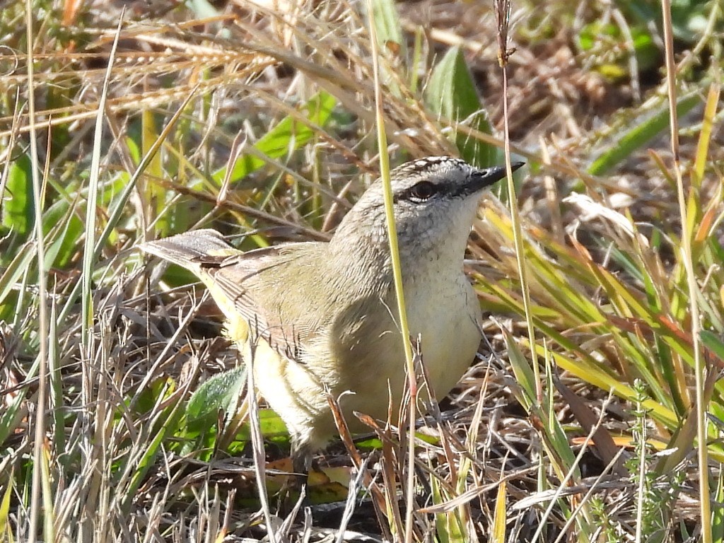 Acanthize à croupion jaune - ML591295821