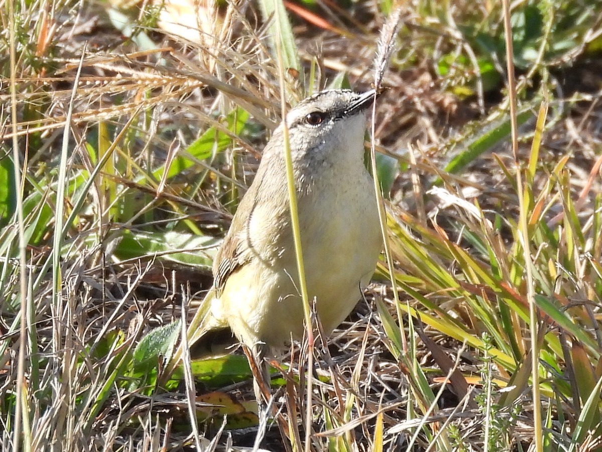 Acanthize à croupion jaune - ML591295831