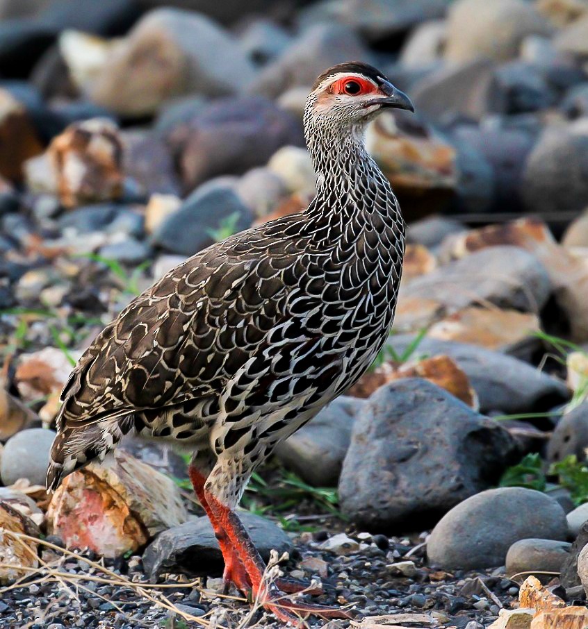 Harwood's Spurfowl - ML591295891