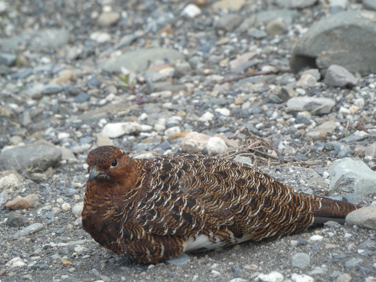 Willow Ptarmigan - ML591296501