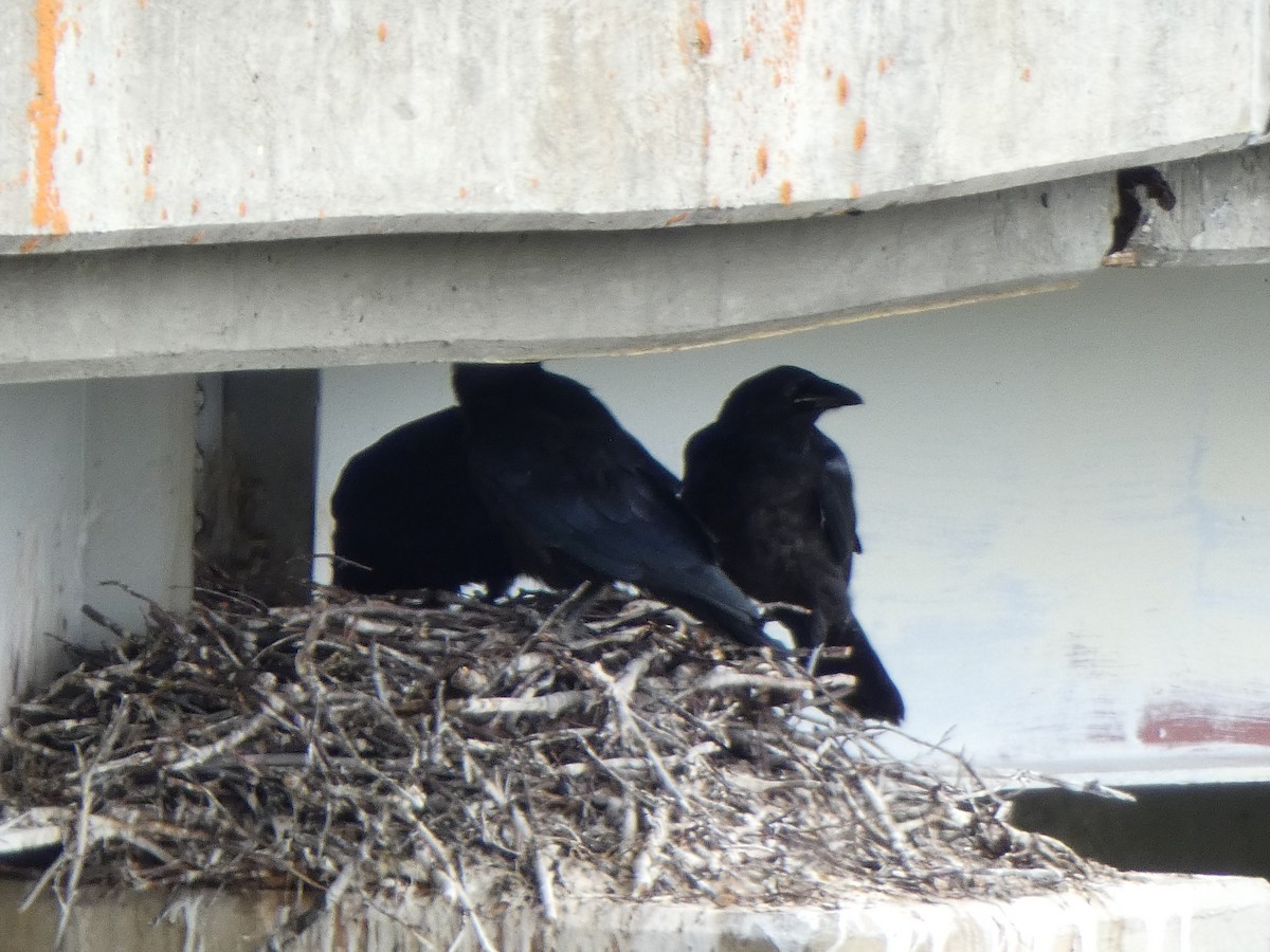 Common Raven - ML591296551