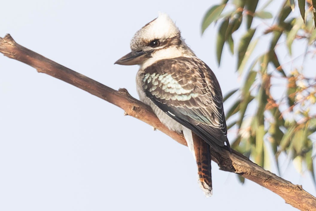 Laughing Kookaburra - ML591296571