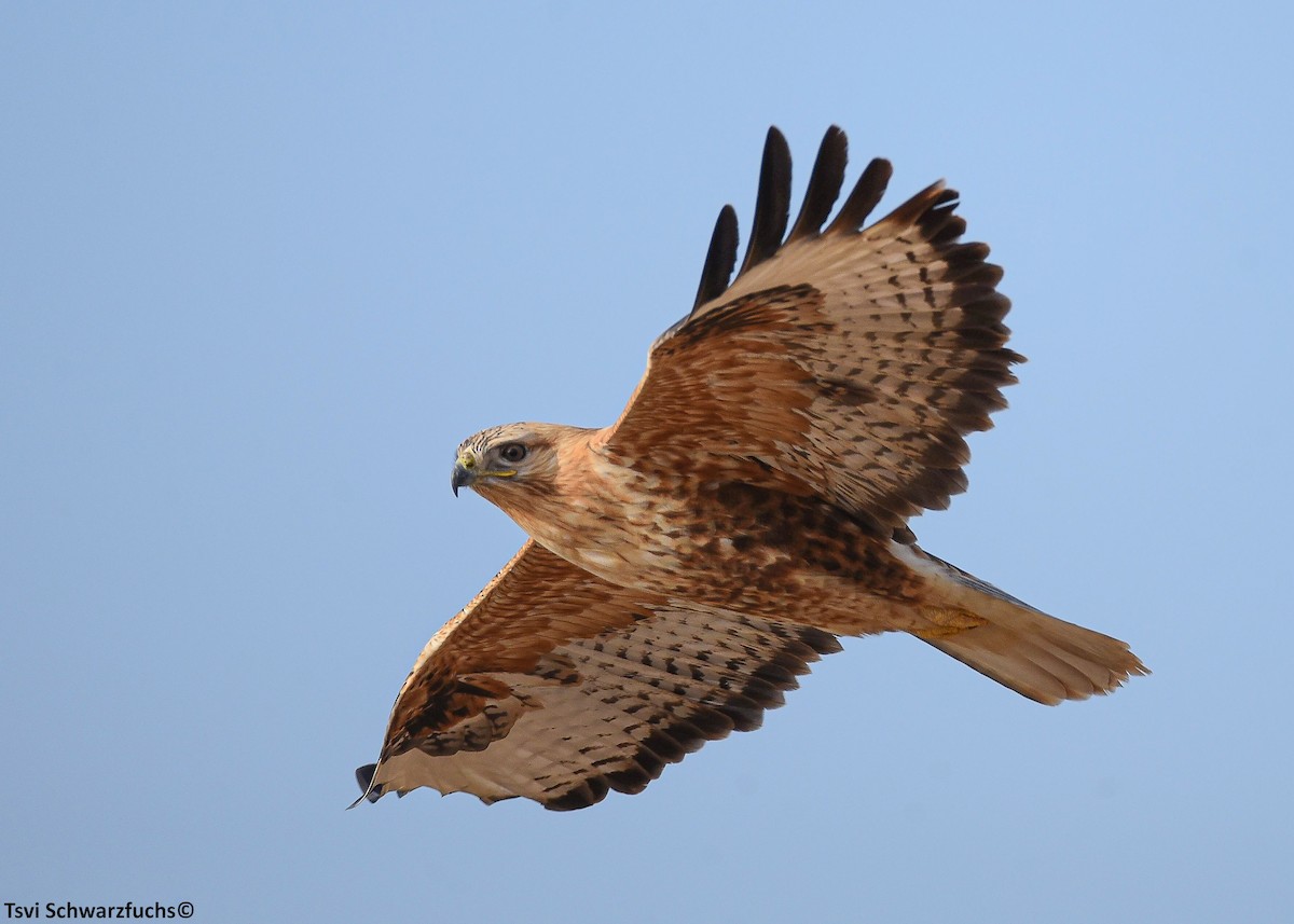 Long-legged Buzzard - ML591296931