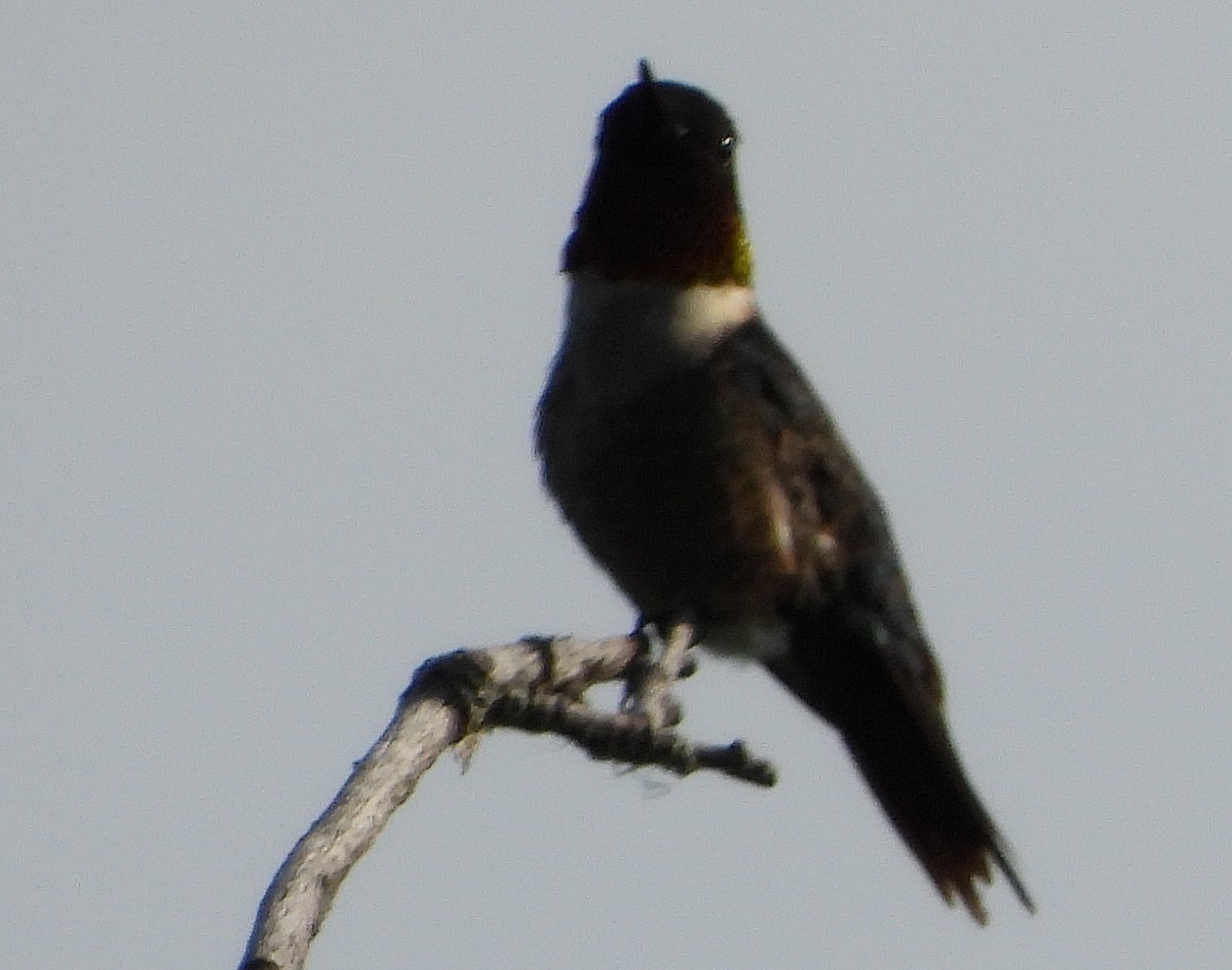 Ruby-throated Hummingbird - ML591297431