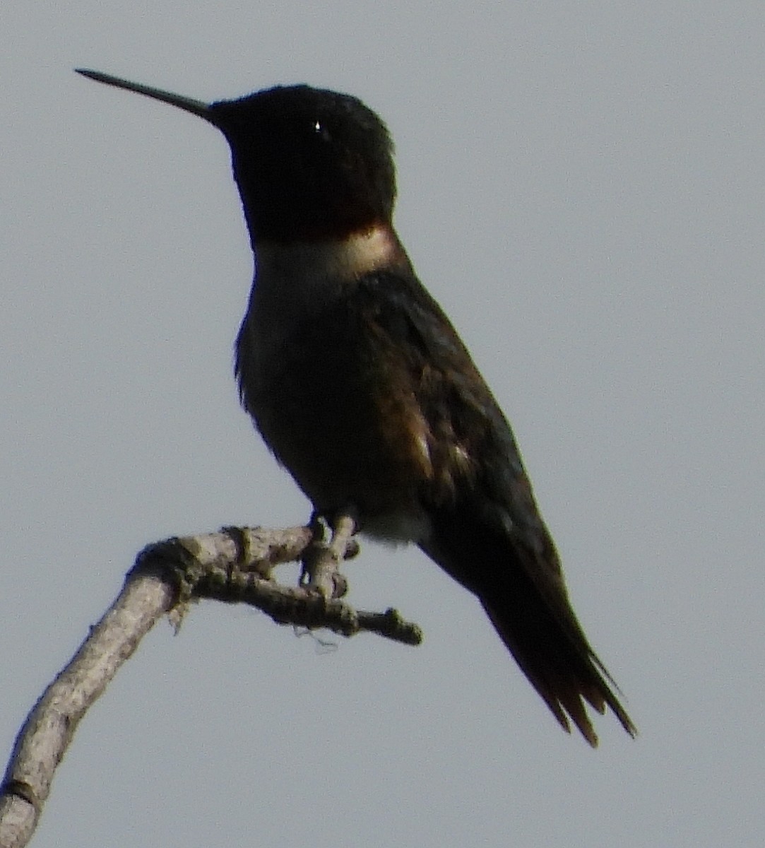 Ruby-throated Hummingbird - ML591297441