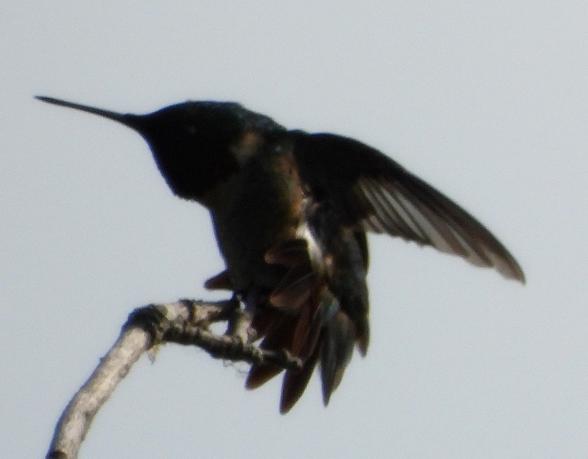 Ruby-throated Hummingbird - ML591297521