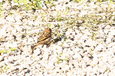 Moineau domestique - ML591297561