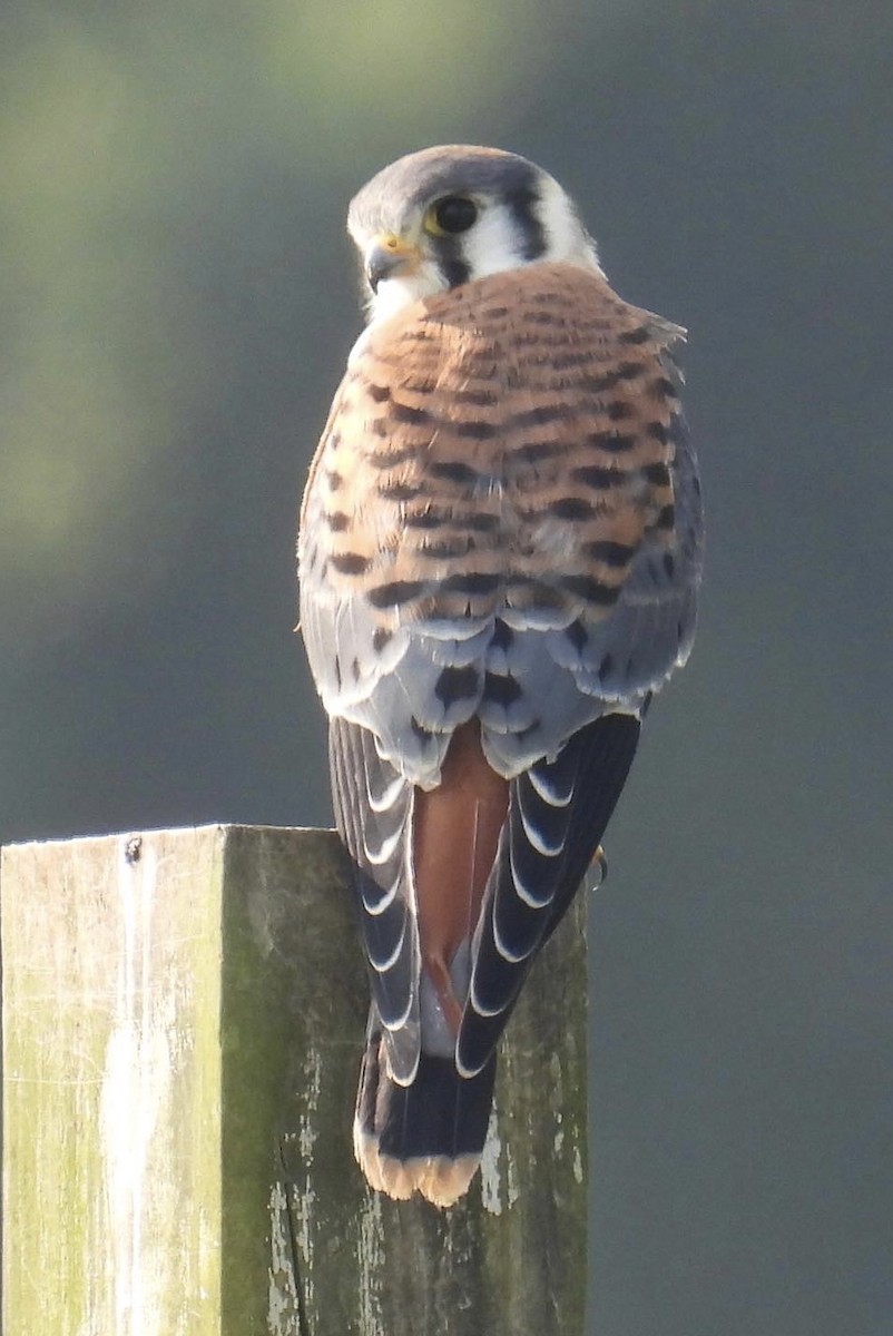 American Kestrel - ML591297611