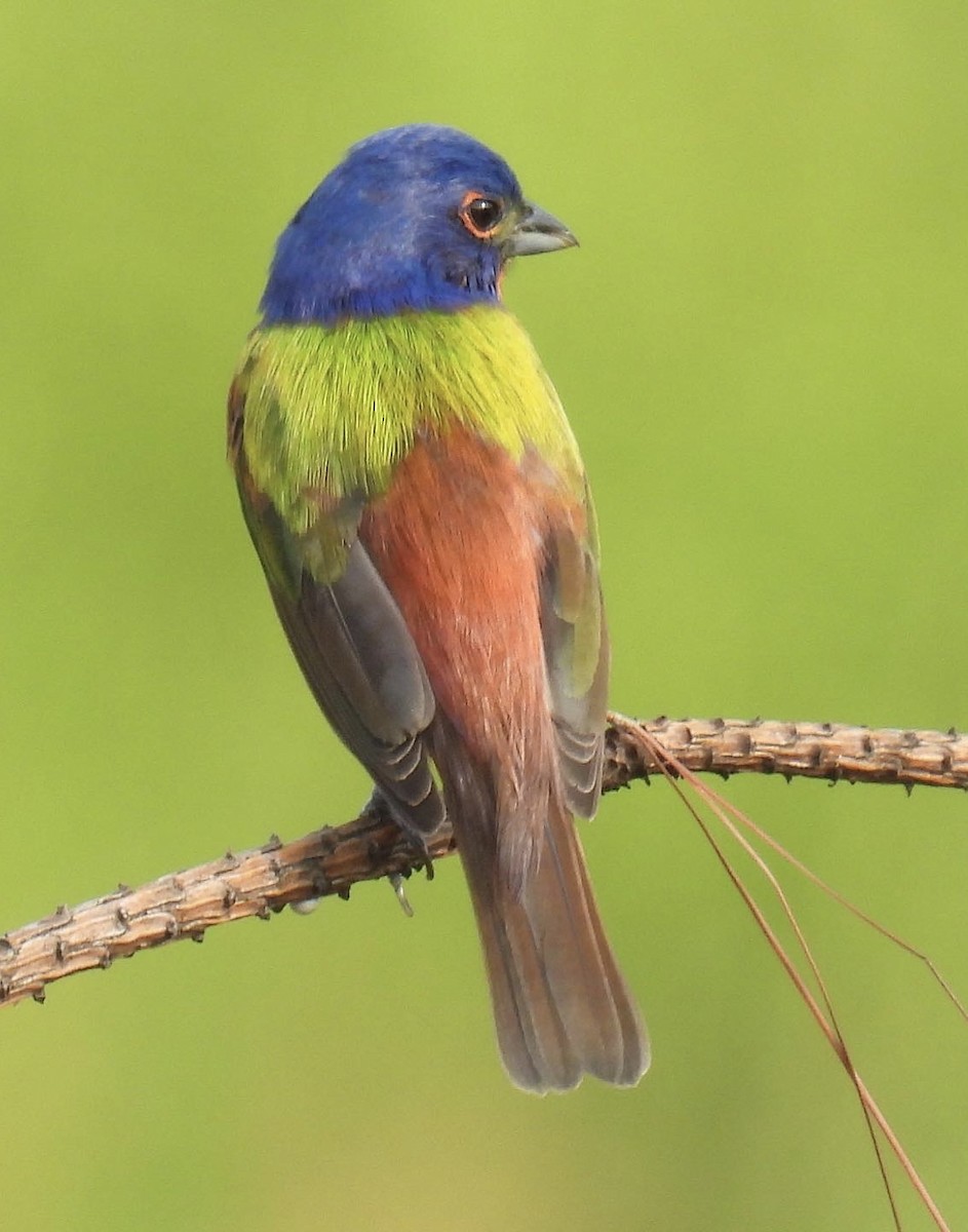 Painted Bunting - ML591297771