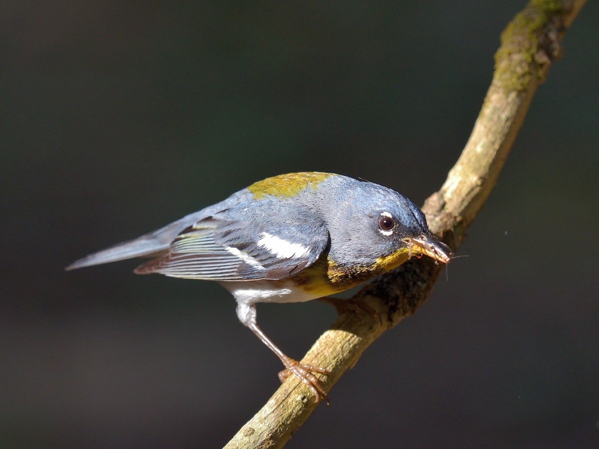 Northern Parula - ML591298061