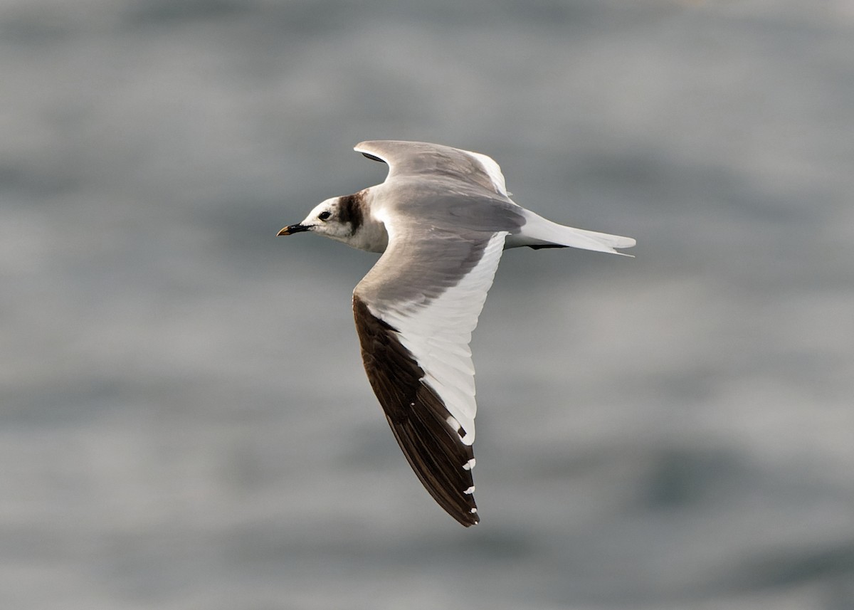 Sabine's Gull - Ashley Fisher