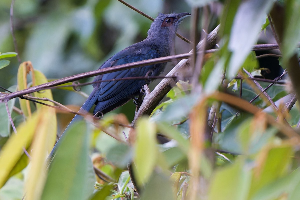 Black-bellied Malkoha - ML591300491