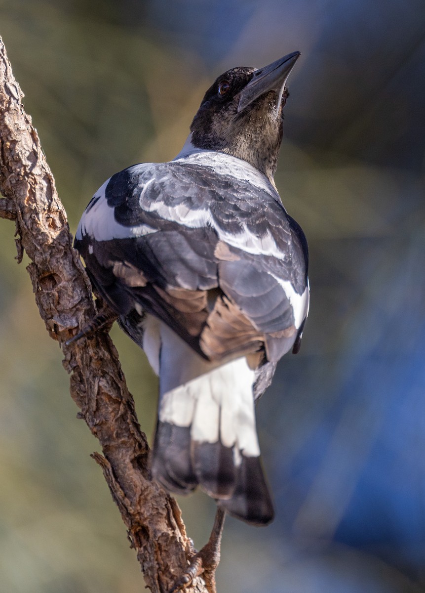 Australian Magpie - ML591300801