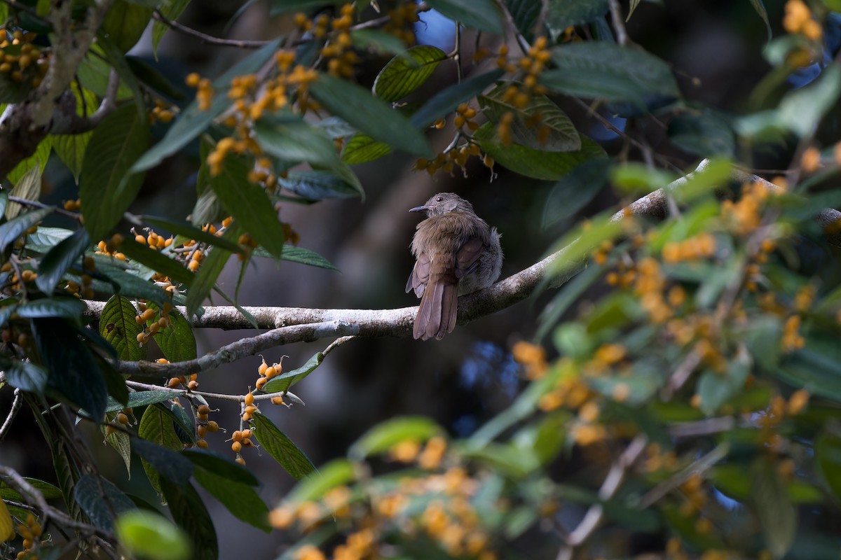 Spectacled Bulbul - ML591300971