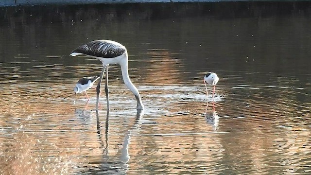 Greater Flamingo - ML591302521