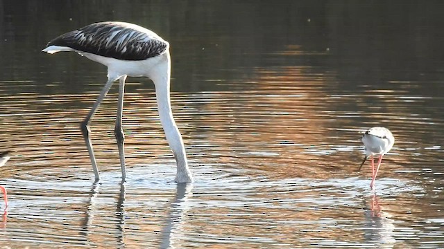 Greater Flamingo - ML591302551