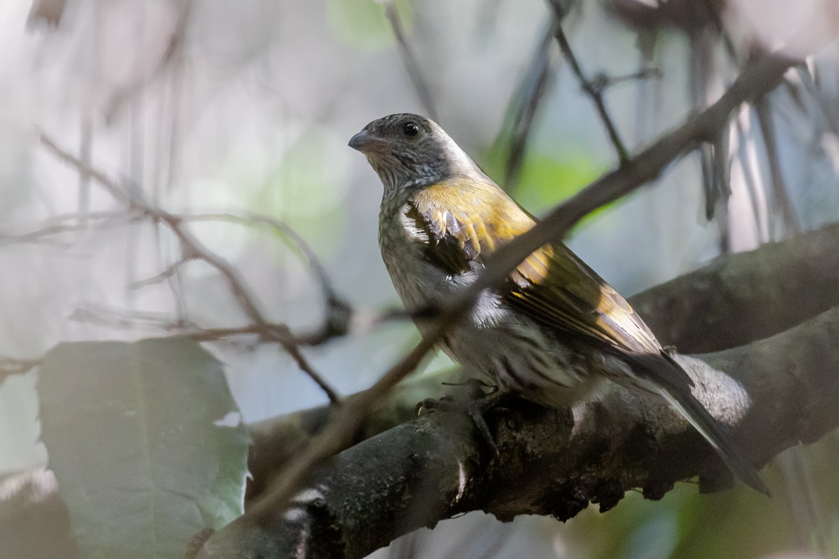 Scaly-throated Honeyguide - Tristan Silver