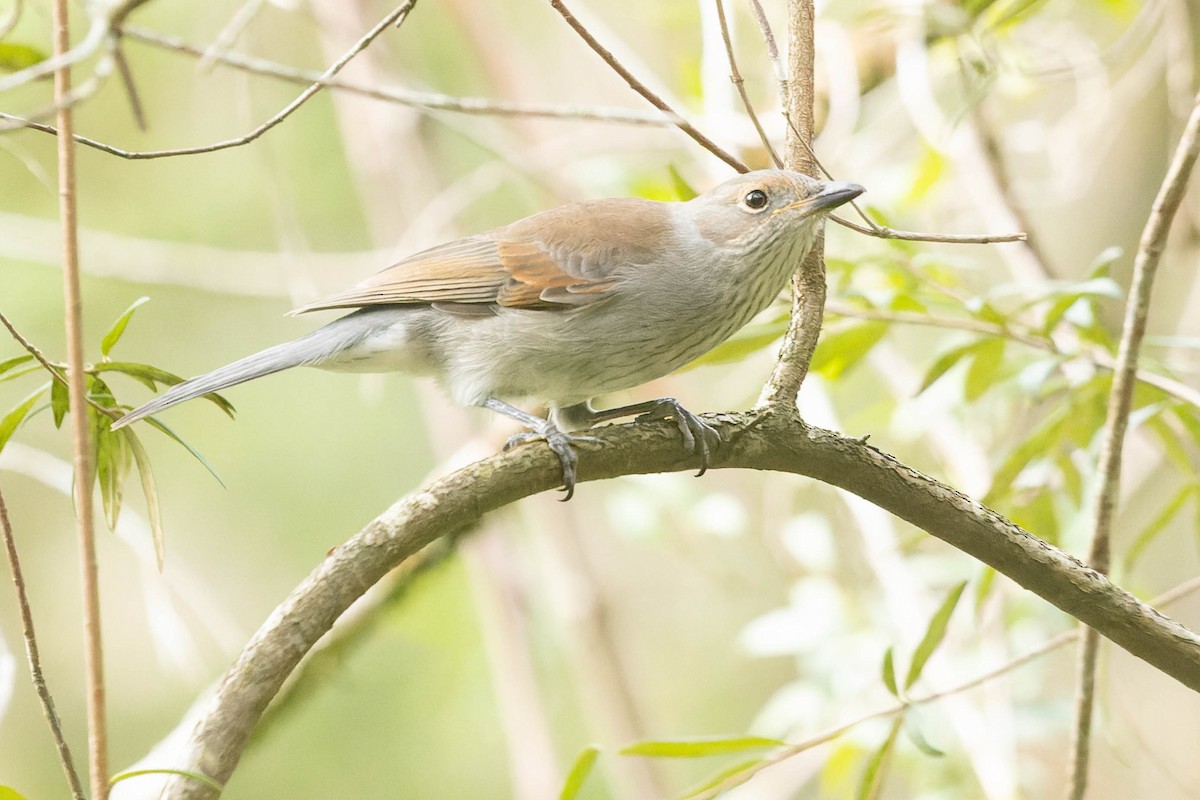 Gray Shrikethrush - ML591302931