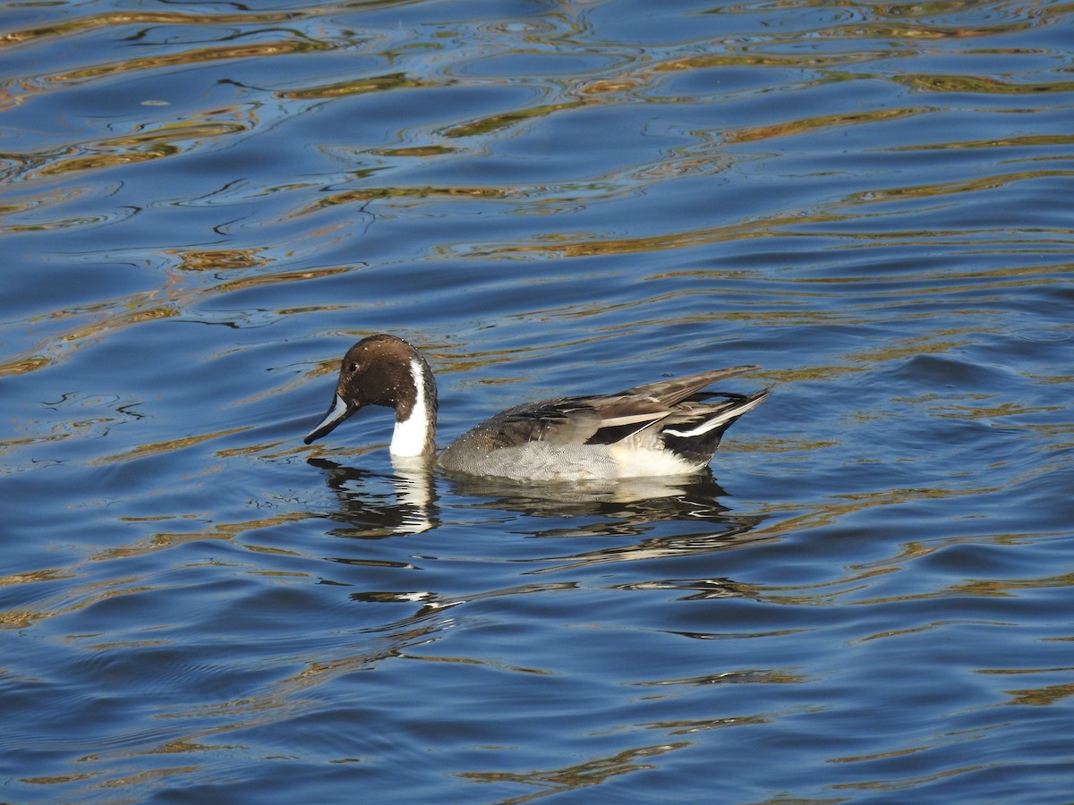 Northern Pintail - Ryan Irvine