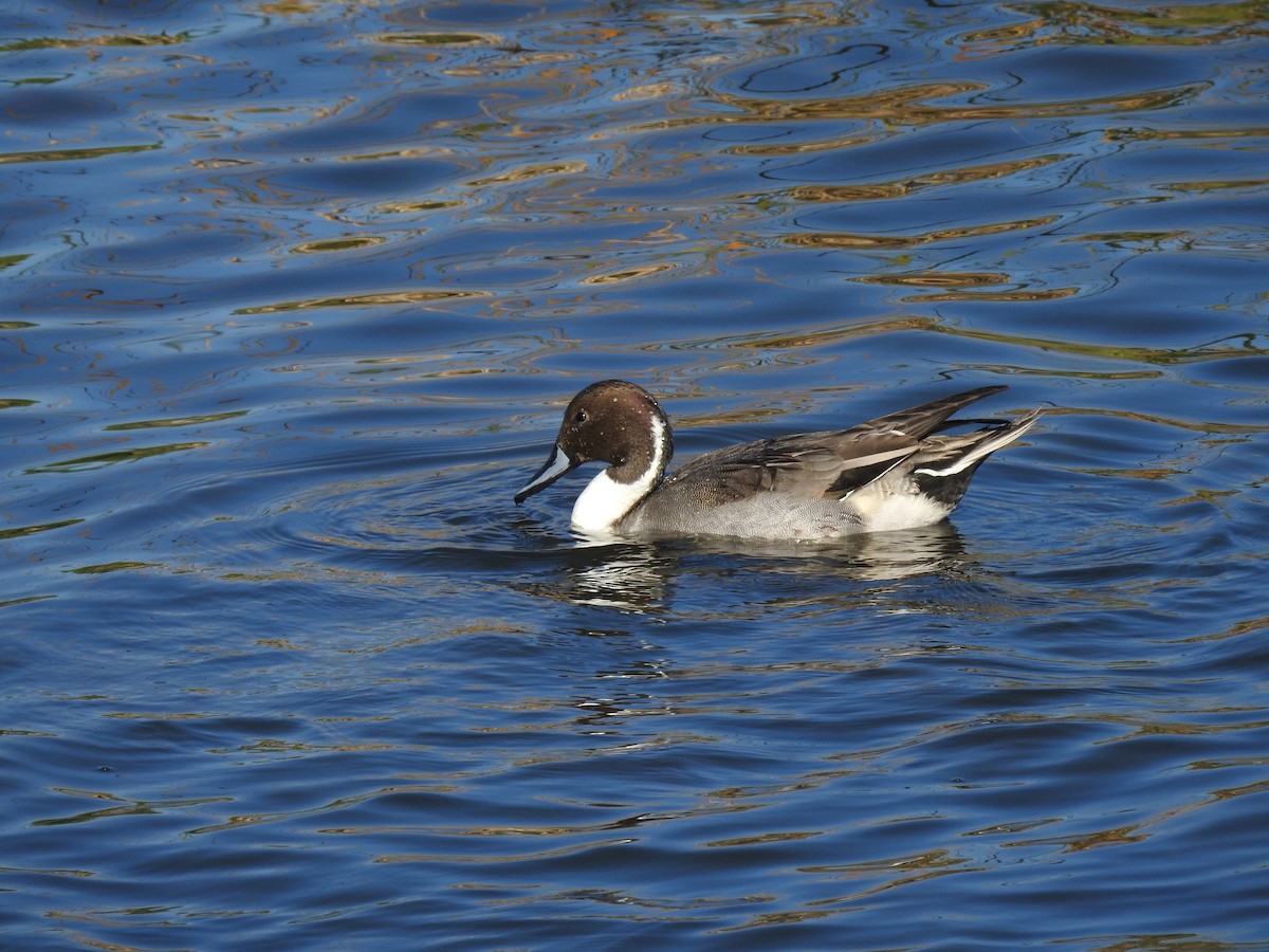 Northern Pintail - Ryan Irvine