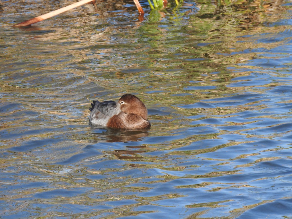 Eurasian Wigeon - ML591304061