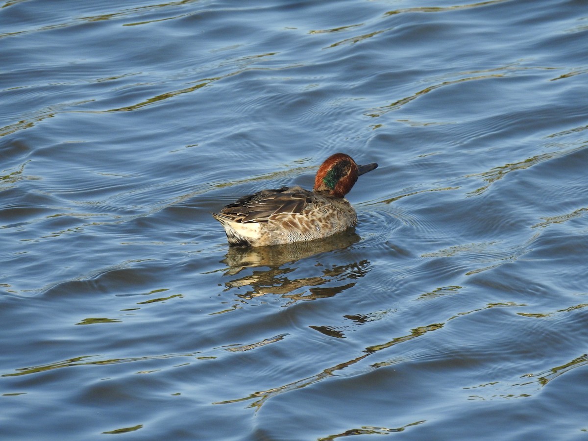 Green-winged Teal - Ryan Irvine