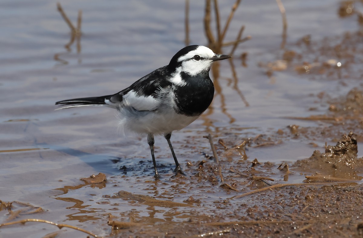 White Wagtail (Black-backed) - Robert Hutchinson / Birdtour Asia