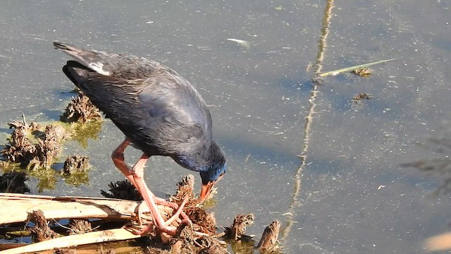 Western Swamphen - ML591304941