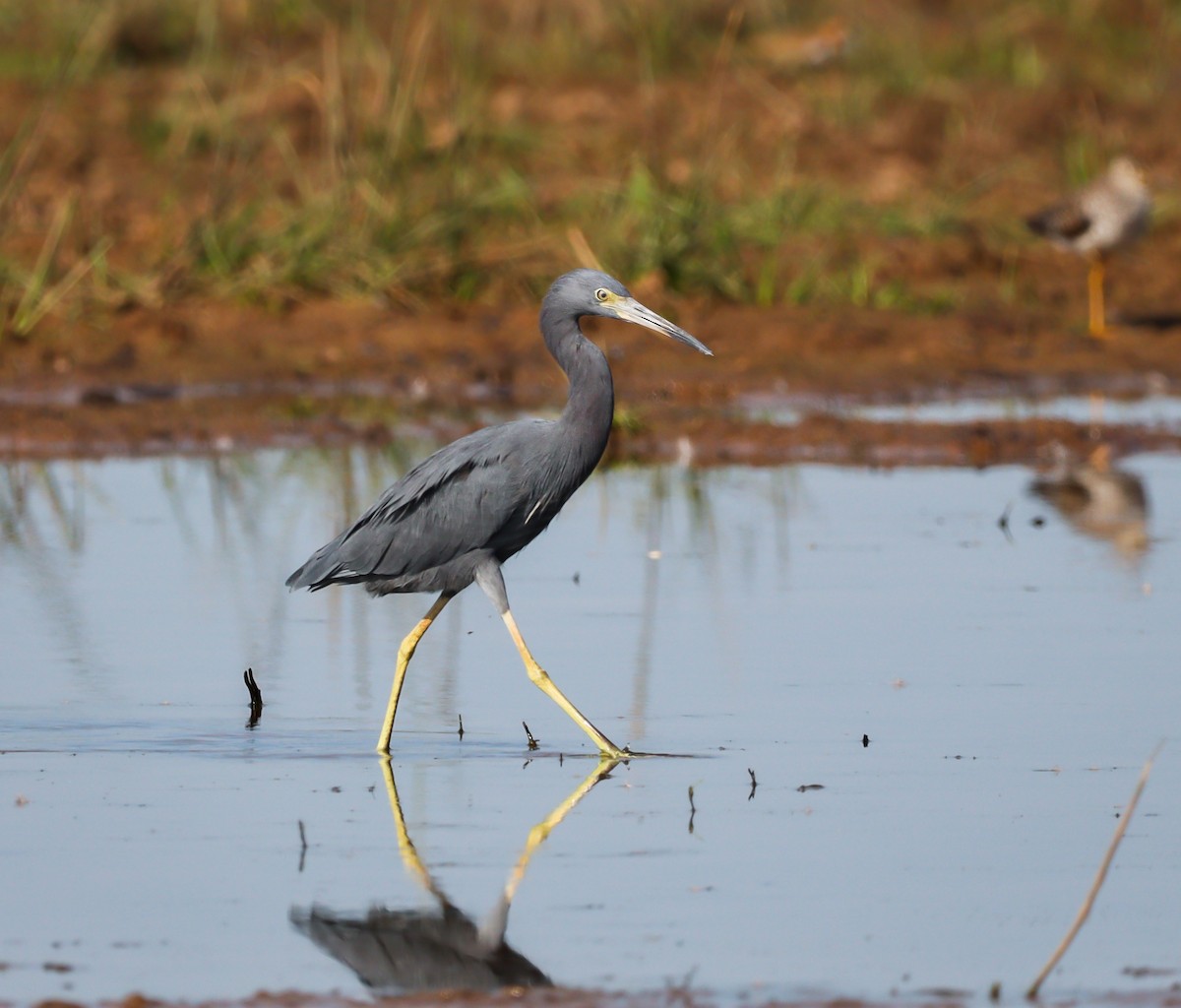 Little Blue Heron - ML591306861