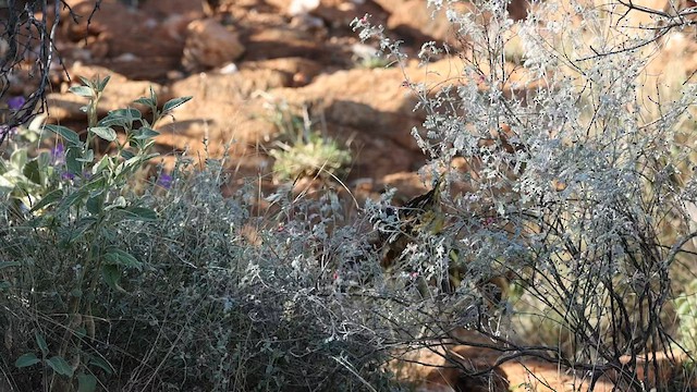 Western Bowerbird - ML591307671