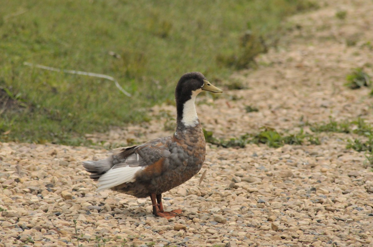 Mallard (Domestic type) - ML591307721