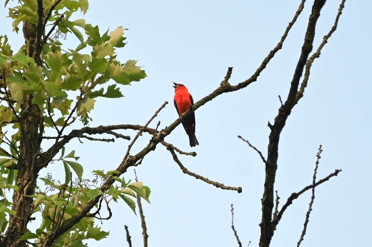Scarlet Tanager - ML591308321