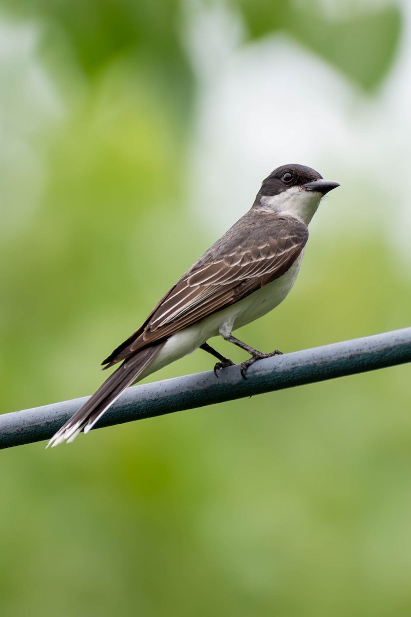 Eastern Kingbird - ML591308351