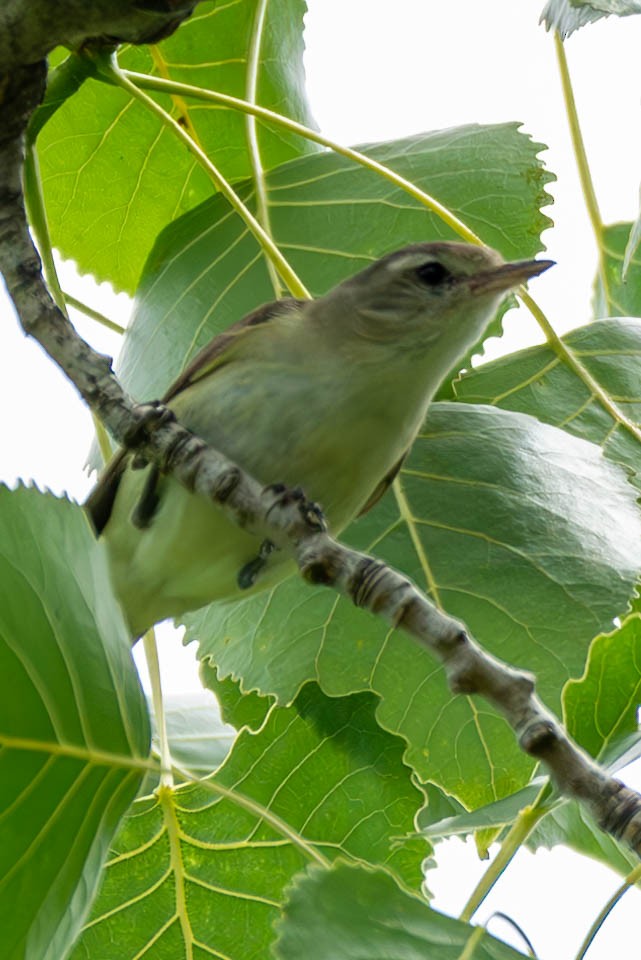 Warbling Vireo (Eastern) - ML591308381
