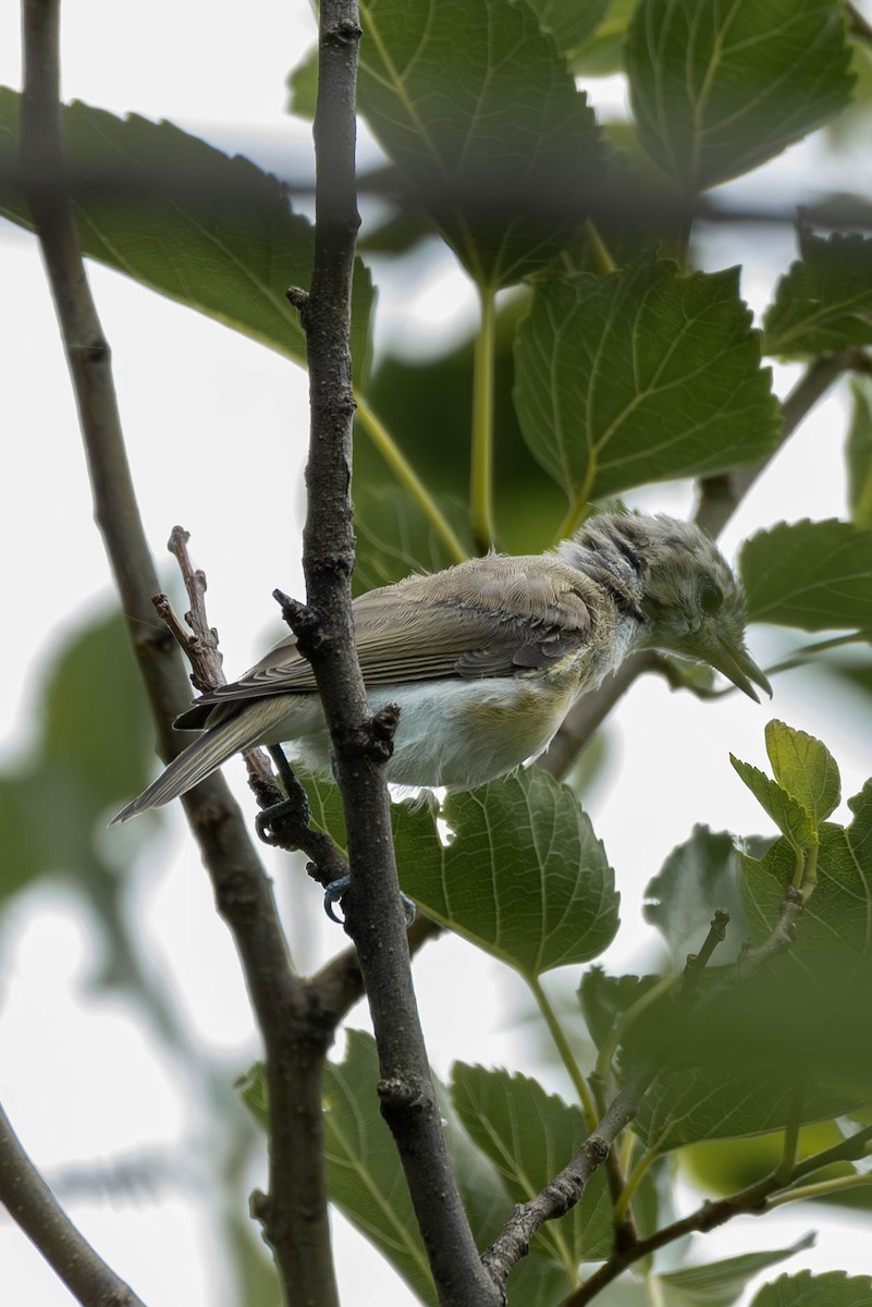 Warbling Vireo (Eastern) - ML591308391