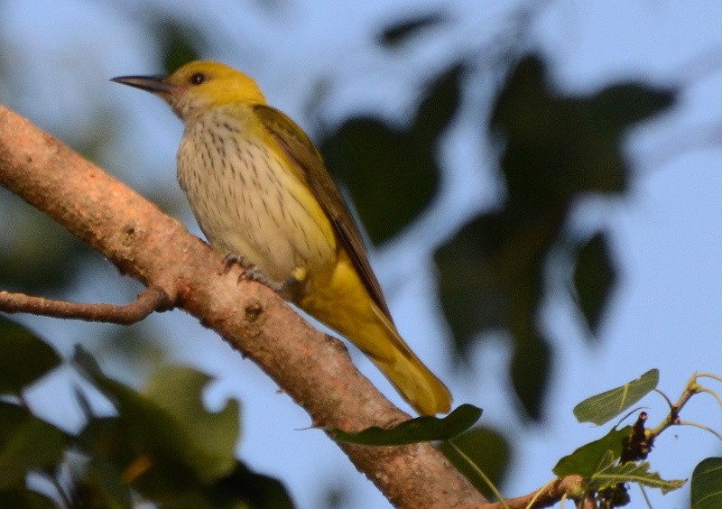 Indian Golden Oriole - ML591308501